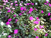 Impatiens Hybride - Stardust melange Twilight (fam Balsaminacees) (0) (Photo F. Mrugala)